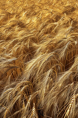 Obraz premium A top-down view of a field of wheat, with the golden stalks swaying in the wind and creating a textured landscape. 
