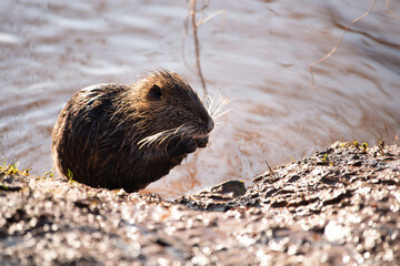 Nutria, coypu herbivorous, semiaquatic rodent member of the family Myocastoridae on the riverbed,...