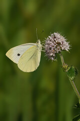 Small white Pieris rapae perched delicately on the top of a flowering plant