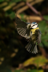 Blue tit in mid-flight against a backdrop of lush green foliage