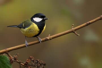 Beautiful great tit perched atop a branch of a lush green tree, its wings spread wide