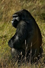 Western lowland gorilla perched in a lush, green grassy field