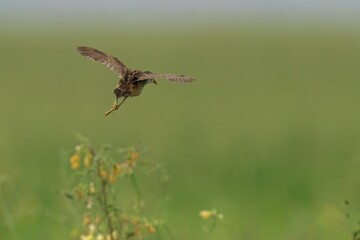 White-brown crake soars in the sky, hovering over a vast expanse of fields and wildflowers