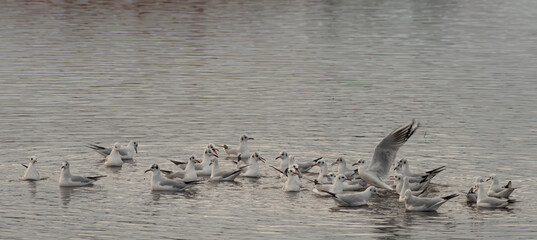 Flock of birds can be seen taking a leisurely swim in the lake