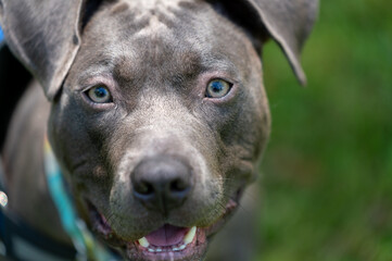 Closeup of a pit bull on a lush green grass field.