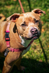 Closeup of a pit bull on a lush green grass field.