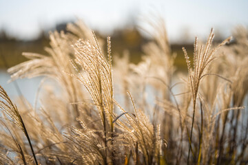 Fototapeta premium Closeup of lush grass in a field on a sunny day