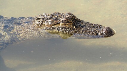 Crocodile navigating its way through a shallow swamp