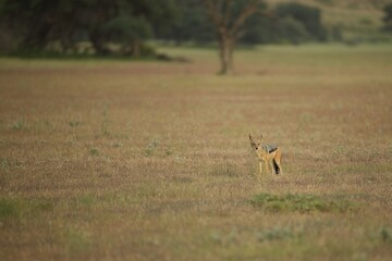 Black-backed Jackal (Lupulella mesomelas) standing in the center of a lush field surrounded by trees