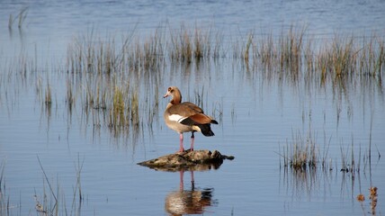 Nile goose (Alopochen aegyptiaca) atop a log in a tranquil pond