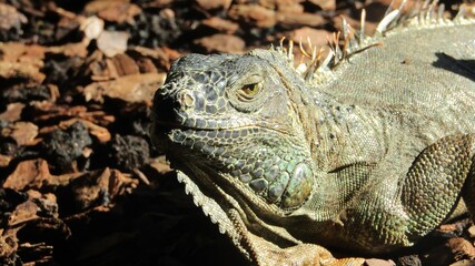 Green iguana resting on the ground with its head turned away