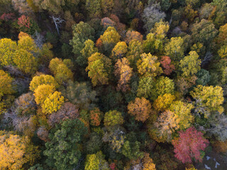Aerial view of autumn trees in a forest in Tennessee