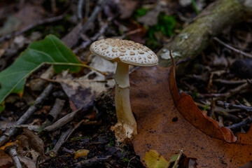 Closeup of a mushroom in a forest in Zoersel, Belgium