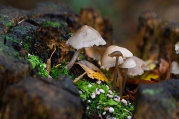 Closeup of a mushroom in a forest in Zoersel, Belgium