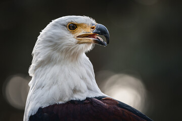 an eagle looks out over the distance at something interesting as well