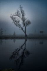 Fototapeta premium Single tree situated on the banks of a tranquil river, shrouded in misty fog.