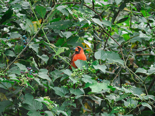 Iconic red cardinal perched on the branch of a tree, with vibrant berries adorning the foliage.