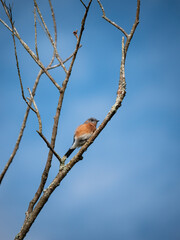 Eastern bluebird perched on a gnarled tree branch in a forest.