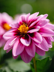 Pink dahlia flower blooming in a lush green grassy landscape.