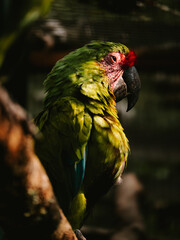Vibrant parrot perched on a tree branch surrounded by a metal bird cage.