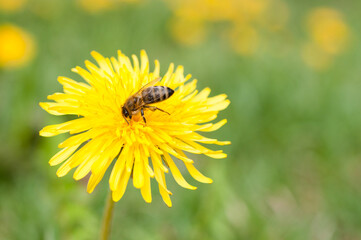Close up of a dandelion flower with a bee (Apis)