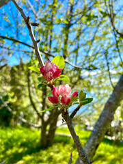 Apple tree branch with blooming flowers