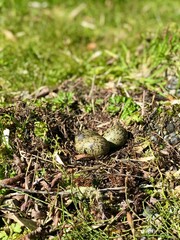 Closeup shot of a Southern lapwing's nest with eggs. Vanellus chilensis