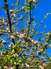 Apple tree in full bloom with an array of delicate blossoms against a vivid blue sky