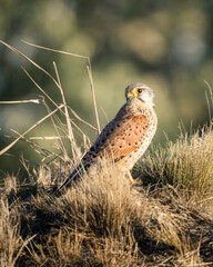 Kestrel perched atop rocky terrain.