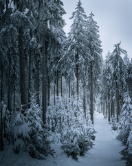 Snowy winter scene with a path covered in snow and evergreen trees on either side.