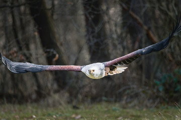 Expansive bird of prey soaring close to the ground with outstretched wings