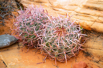 Fishhook, candy or Arizona barrel cactus (Ferocactus wislizeni) is a flowering plant in the cactus...