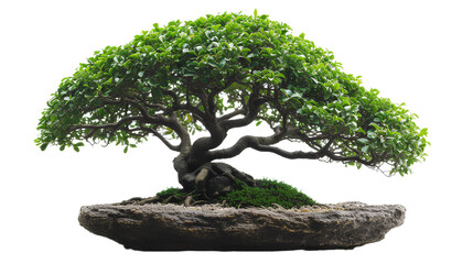Lush Green Bonsai Tree