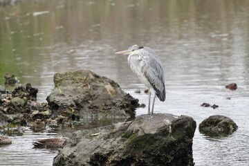 grey heron in s seashore