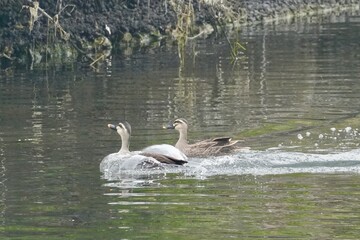 eurasian spoty billed duck in a field