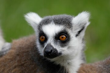Closeup shot of a lemur's face, featuring its large eyes and prominent facial features