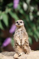 Small, furry meerkat perched on a rocky outcrop stands watchfully, surveying its surroundings