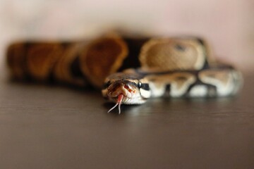 Closeup shot of a snake on a table with its tongue extended