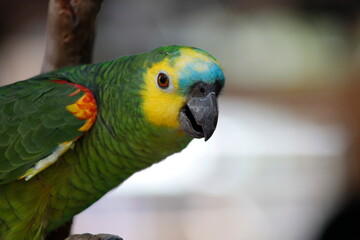 Closeup shot of a turquoise fronted amazon parrot on a branch