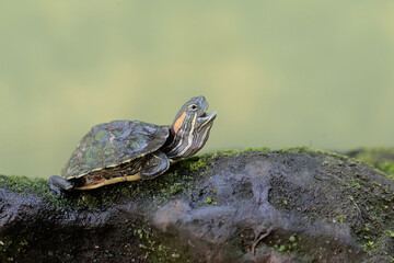 A red eared slider tortoise is basking before starting its daily activities. This reptile has the...
