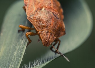 Macro shot of a brown stink bug on a green fuzzy leaf surface