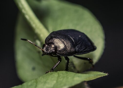 Macro shot of a black sehirus cinctus on a green plant