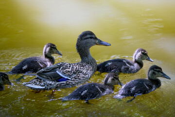 close up with a wild duck with chicks next to her on a spring day.