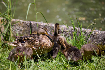 close up with a wild duck with chicks next to her on a spring day.