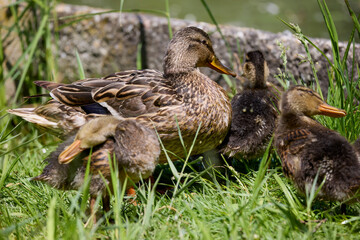 close up with a wild duck with chicks next to her on a spring day.