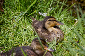 close up with a wild duck with chicks next to her on a spring day.
