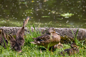 close up with a wild duck with chicks next to her on a spring day.