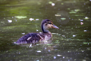 close up with a wild duck with chicks next to her on a spring day.