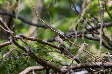 a small bird among the branches of a tree.