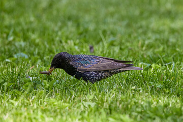 a starling through the grass looking for food.